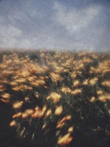 dandelion hill A3 