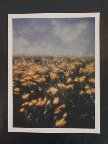 dandelion hill A3