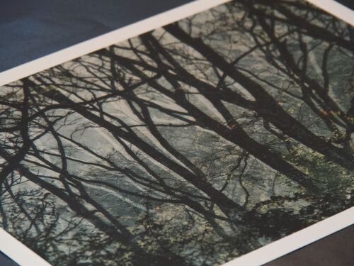 spooky branches A3
