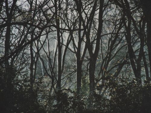spooky branches A3 