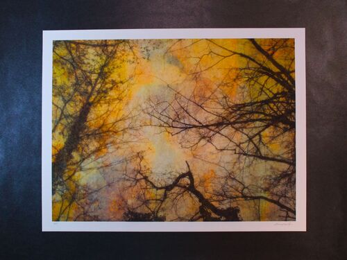 bizzare branches A3