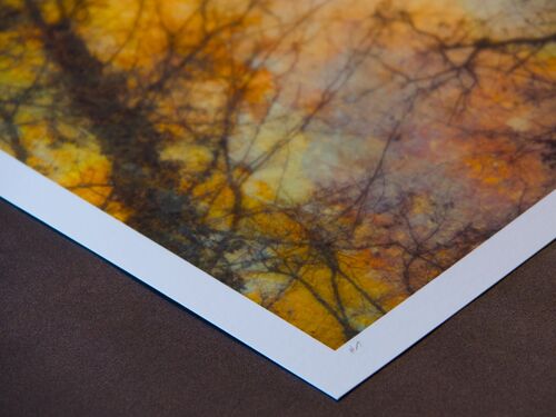 bizzare branches A3