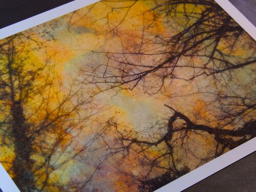 bizzare branches A3