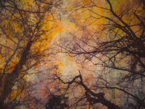 bizzare branches A3