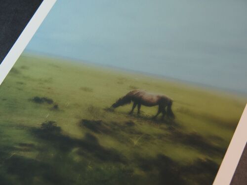 wild horses ii A3