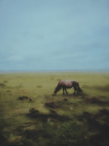 wild horses ii A3
